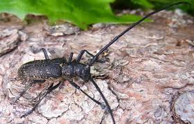 Attēlu rezultāti vaicājumam “Monochamus sutor”