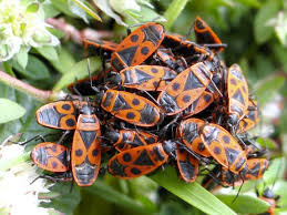 Attēlu rezultāti vaicājumam “Pyrrhocoris apterus”