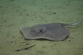 Image result for Hypanus sabinus