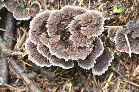 Attēlu rezultāti vaicājumam “Thelephora terrestris”