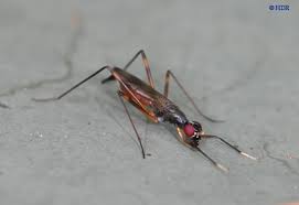 Attēlu rezultāti vaicājumam “Micropezidae”