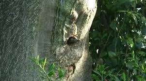 Attēlu rezultāti vaicājumam “Picus viridis nest”
