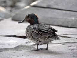 Attēlu rezultāti vaicājumam “Anas crecca”