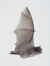 Attēlu rezultāti vaicājumam “Myotis daubentonii”