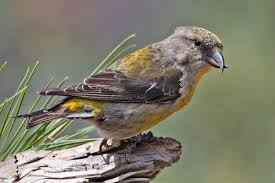 Attēlu rezultāti vaicājumam “Fringillidae”