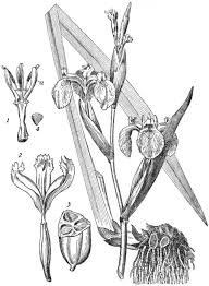 Attēlu rezultāti vaicājumam “Iridaceae”