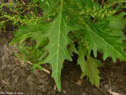Attēlu rezultāti vaicājumam “Chenopodium rubrum”