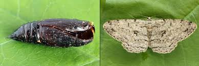 Attēlu rezultāti vaicājumam “Hypomecis roboraria”