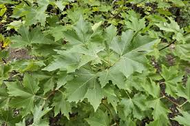Attēlu rezultāti vaicājumam “Platanus x hispanica (syn. Platanus x acerifolia) leaf”