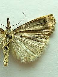 Attēlu rezultāti vaicājumam “Catoptria margaritella”