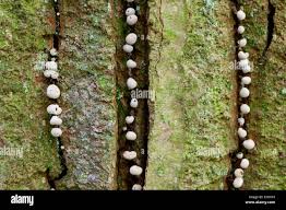 Attēlu rezultāti vaicājumam “Phleogena faginea young”