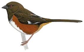 Image result for Pipilo erythrophthalmus