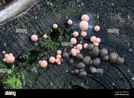 Attēlu rezultāti vaicājumam “Lycogala irregulare macro”