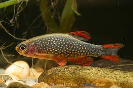 Rasbora galaxy Images?q=tbn:ANd9GcS6-qWAPnsHwkiTUfBffZjdCpJlh8H0-diCUAtoghPsrjZHpv_RxA