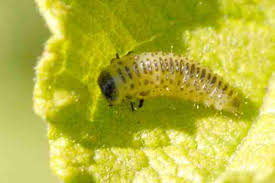 Attēlu rezultāti vaicājumam “Chrysomela vigintipunctata”