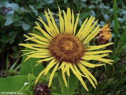 Image result for Inula helenium