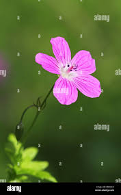 Attēlu rezultāti vaicājumam “Geranium palustre flower”