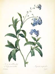 Image result for Myosotis sylvatica