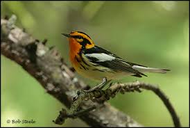 Image result for Dendroica fusca