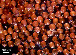 Attēlu rezultāti vaicājumam “Collaria rubens spores”