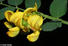 Image result for Colutea arborescens