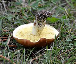 Attēlu rezultāti vaicājumam “Suillus granulatus”