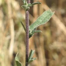 Attēlu rezultāti vaicājumam “Berteroa incana leaf”