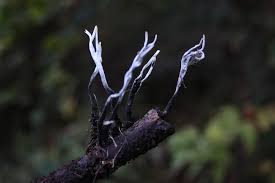 Attēlu rezultāti vaicājumam “Xylaria hypoxylon”