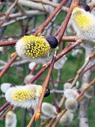 Attēlu rezultāti vaicājumam “Salix caprea male flower”