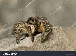 Attēlu rezultāti vaicājumam “Aelurillus v-insignitus”