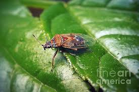 Attēlu rezultāti vaicājumam “Kleidocerys resedae”