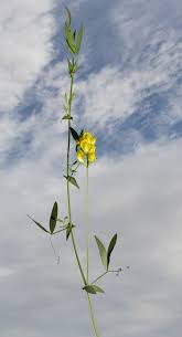Attēlu rezultāti vaicājumam “Lathyrus pratensis fruit”