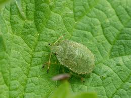 Attēlu rezultāti vaicājumam “Acanthosoma haemorrhoidale imago”