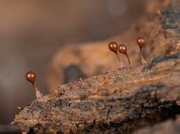 Attēlu rezultāti vaicājumam “Comatricha fragilis stalked”