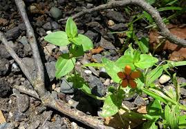 Attēlu rezultāti vaicājumam “Anagallis arvensis leaf”