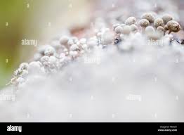 Attēlu rezultāti vaicājumam “Phleogena faginea young”