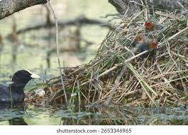Attēlu rezultāti vaicājumam “Fulica atra nest”