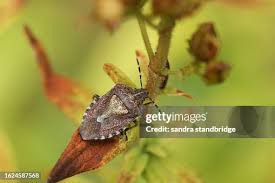 Attēlu rezultāti vaicājumam “Dolycoris baccarum”