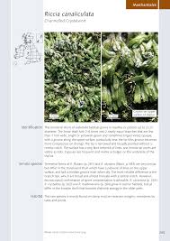 Attēlu rezultāti vaicājumam “Riccia canaliculata”