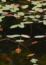 Attēlu rezultāti vaicājumam “Potamogeton lucens leaf”