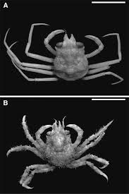 Image result for Chionoecetes opilio