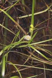 Attēlu rezultāti vaicājumam “Sparganiaceae”