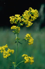 Attēlu rezultāti vaicājumam “Galium album fruit”