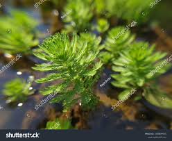 Attēlu rezultāti vaicājumam “Myriophyllum alterniflorum leaf”
