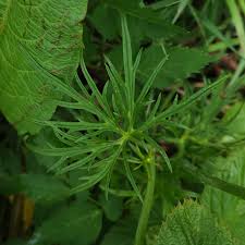 Attēlu rezultāti vaicājumam “Ranunculus acris leaf”