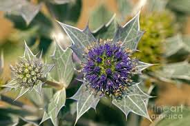 Attēlu rezultāti vaicājumam “Eryngium maritimum”