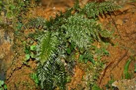 Attēlu rezultāti vaicājumam “Physarum obscurum”