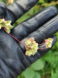 Attēlu rezultāti vaicājumam “Fallopia dumetorum leaf”