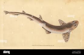Image result for Scyliorhinus canicula
