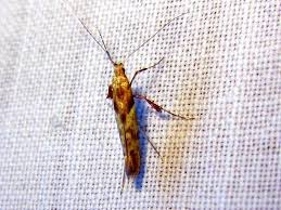 Attēlu rezultāti vaicājumam “Caloptilia hemidactylella”